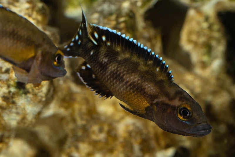 Neolamprologus buescheri 'Kamakonde'